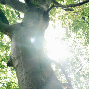 Natuur op De Hoorneboeg