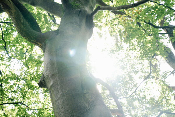 Natuur op De Hoorneboeg