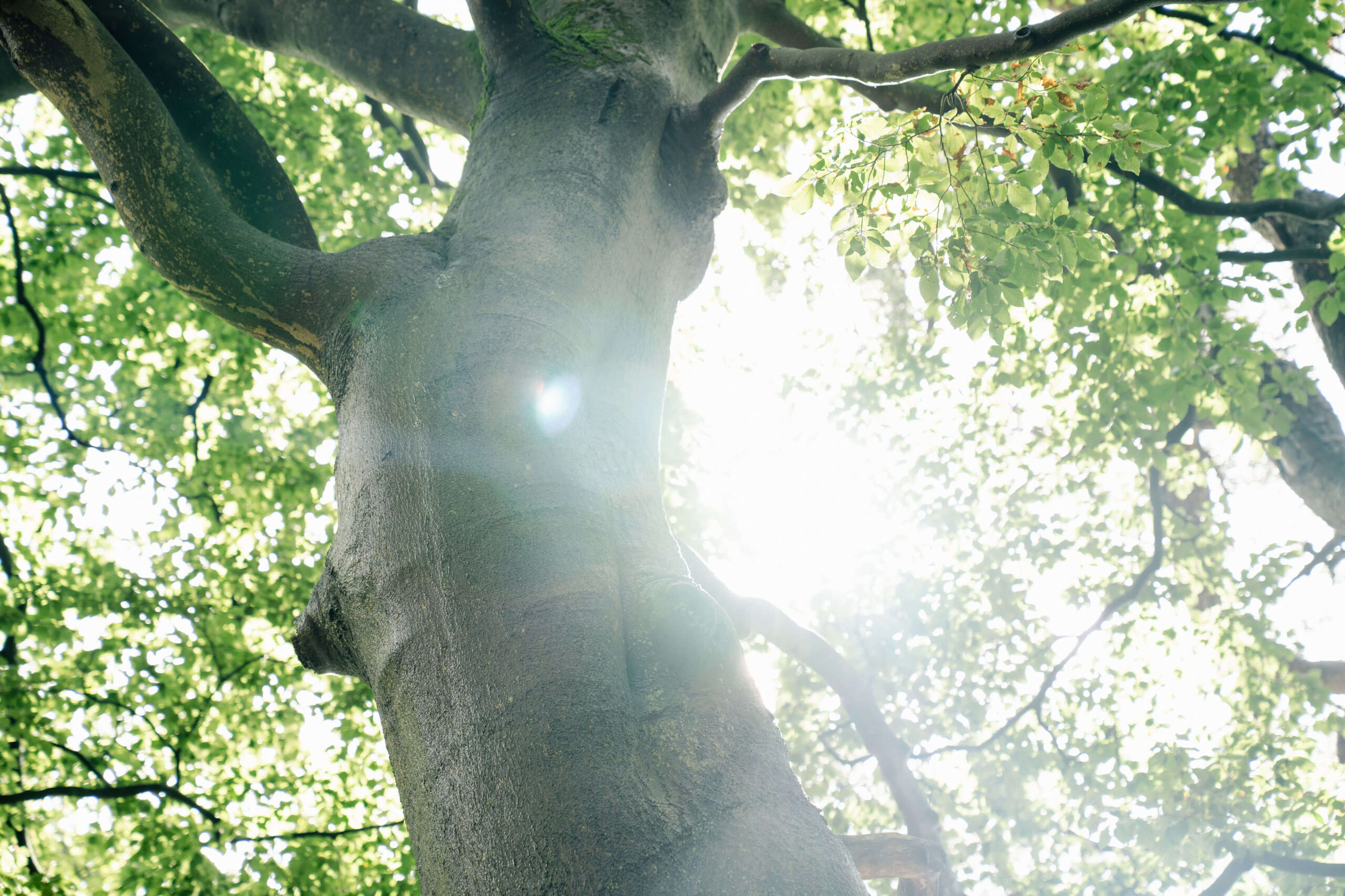 Natuur op De Hoorneboeg